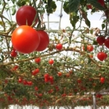 Paradajz hobotnice f1: kako uzgajati na otvorenom polju i u stakleniku